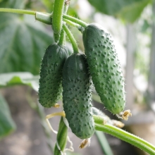 Огурец Уплетайка F1