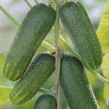 Огурец Веселые соседи F1