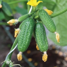 Огурец Всем на Зависть F1 (большой пакет)