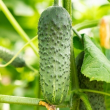 Огурец Вьюга F1