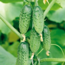 Огурец Задавака F1