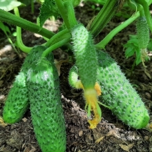 Огурец Зеленые гномики F1