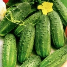 Огурец Журавленок F1