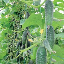 Огурец Шопен F1