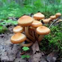 Грибы - Опенок летний на древесной палочке (большой пакет)