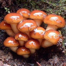 Грибы - Опенок японский Фолиото намеко на древесной палочке (мицелий) 12шт (большой пакет)