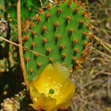 Кактус опунция Энгельмана (большой пакет)