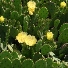 Кактус опунция Распростёртый (большой пакет)