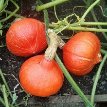 Тыква Оранж Колон F1