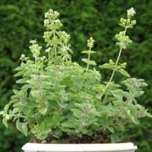 Орегано Яркость горы греческое