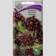 Гвоздика Нигриканс (турецкая)