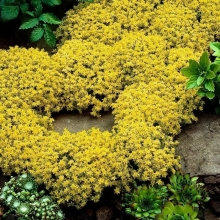 Седум Желтая роза