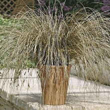 Осока Бронко власовидная