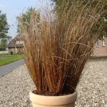 Осока Бушанана Ред Рустер