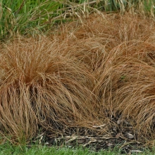 Осока Каштановый холм жгутиковая