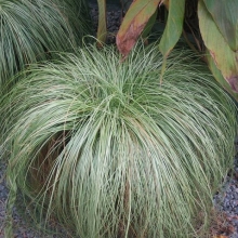 Осока Матовые кудри власовидная