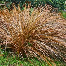 Осока Зора власовидная