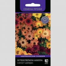 Остеоспермум Акилла Сансет Шейдес