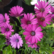 Остеоспермум Пэшн Роуз