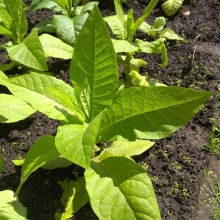 Табак Остролист 316 курительный