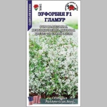 Эуфорбия Гламур (молочай)