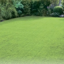 Овсяница Максима 1 красная (большой пакет)