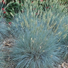 Овсяница Фестина сизая