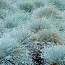 Овсяница Голубая сизая