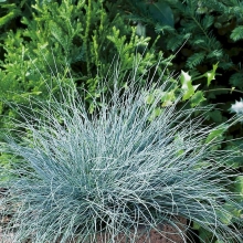 Овсяница Бадди Блу валлисская