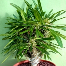 Пахиподиум Ламера