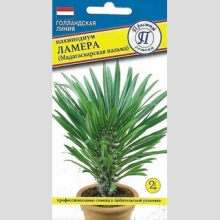 Пахиподиум Ламера