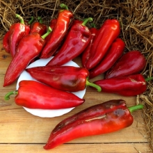 Перец Паланичко Чудо (большой пакет)