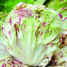 Салат Пала Бионда цикорный