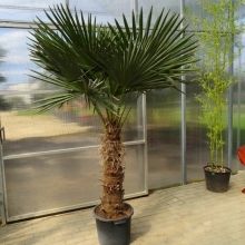 Трахикарпус Форчуна (пальма) (большой пакет)