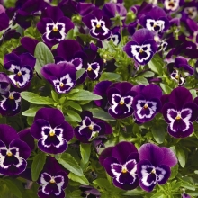 Виола Пандора Пурпурная F1 (Виттрока)