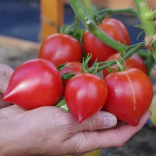 Томат Папина дочка F1