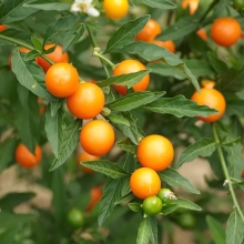 Паслен Оранжевая Ягода (большой пакет)