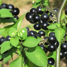 Паслен Сараха