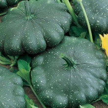 Патиссон Черепаха