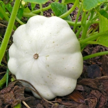 Патиссон Нежное Парфе