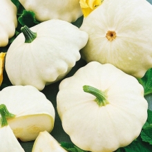 Патиссон Родео F1