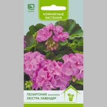 Пеларгония Люстра Лавендер зональная