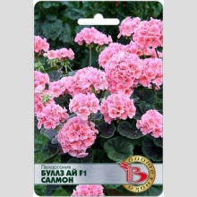 Пеларгония Буллз Ай F1 Салмон