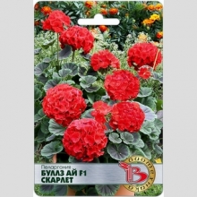 Пеларгония Буллз Ай F1 Скарлет