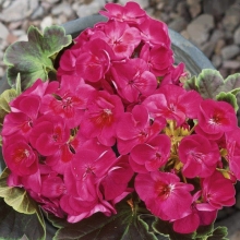 Пеларгония Буллс Ай Черри F1