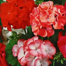 Пеларгония Кабаре F2