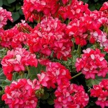 Пеларгония Кримсон Рейн F1