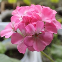 Пеларгония Магия лета F2 розовая