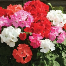 Пеларгония Магия лета F2 смесь
