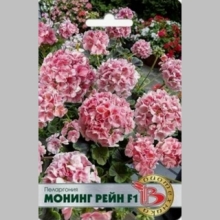 Пеларгония Монинг Рейн F1